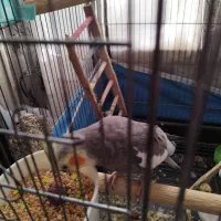 یک جفت عروس هلندی|پرنده|ماهدشت, |دیوار