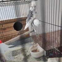 جفت عروس هلندی 6 تخم|پرنده|دورود, |دیوار