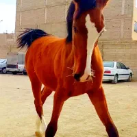 دوعدد کره مادیان اسب اصیل کورد بامدرک فروش فوری|اسب و تجهیزات اسب‌سواری|تهران, یافت‌آباد|دیوار