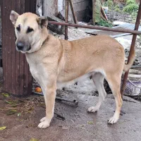 سرابی اصیل|سگ|کوچصفهان, |دیوار