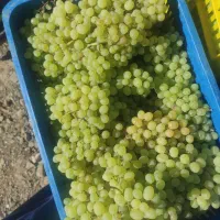 انگور درجه یک برای شیره و کشمش