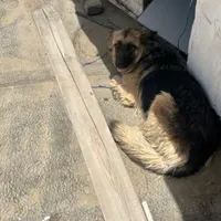 سگ ژرمن ماده