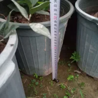 یاس هلندی سطل ۱۲|خدمات باغبانی و درختکاری|تهران, جوانمردان (اندیشه)|دیوار