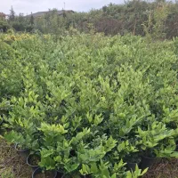 یاس سطل ۳ و نیم