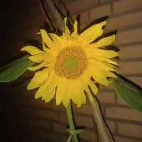 انجام شرف شمس محدود