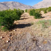 فروش-فوری-زمین-باغشهر