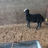 بره قوچ سیاه شال