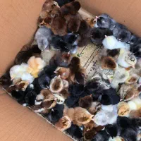 جوجه محلی،تخم مرغ نطفه دار،غاز نر|حیوانات مزرعه|تنکمان, |دیوار