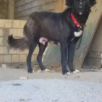 توله سگ قدرجونی|سگ|رفسنجان, |دیوار