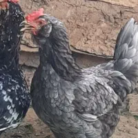 مرغ گلین طوسی ۴۰ تاج ریشو درجه یک و زیبا
