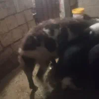 بره شیری گم شده در الشتر