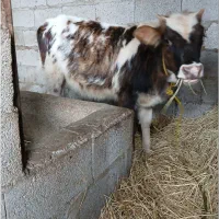 لیشه دورگه چالوسی|حیوانات مزرعه|تولم شهر, |دیوار