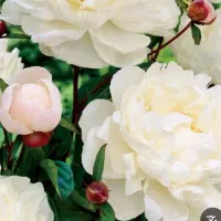 فروش بوته گل صدتومنی