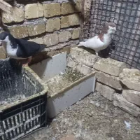 چپ نرخوشرنگ ماده|پرنده|تاکستان, |دیوار