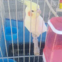 عروس هلندی نر به فروش می رسد