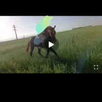 اسب نریان کرد|اسب و تجهیزات اسب‌سواری|اردبیل, |دیوار