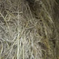 سرچینا خشک بادست بسته بندی شده