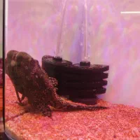 ماهی لجنخوار 20cmمعاوضه با بخاری آکواریوم|ماهی|محمدشهر, شهرک پیام (مهرالبرز)|دیوار