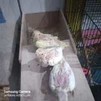 سرلاکی پاریس|پرنده|کارون, |دیوار