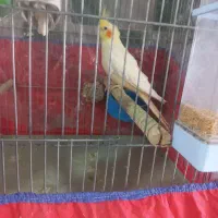 عروسهلندیمادهوجوجهعروس|پرنده|بروجرد, |دیوار