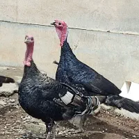 بقلمون نرجوان