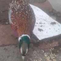 مرع‌وخروس‌امریکای‌تخم‌گزار‌|حیوانات مزرعه|مشگین شهر, |دیوار