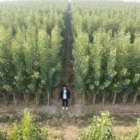 صنوبر نیگرا، درآمد میلیونی با تحویل فوری در ایلام