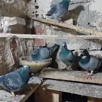 کبوتر سه تا ماده دو تا نر