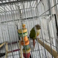 گرینچیک|پرنده|نسیم‌شهر, |دیوار