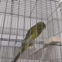 قناری رسمی بلند|پرنده|اندیشه, شهرک کوثر|دیوار