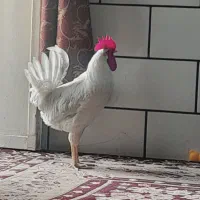 خروس|حیوانات مزرعه|اهواز, شریعتی جنوبی|دیوار