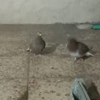 کبوتر رنگی|حیوانات|امیدیه, |دیوار