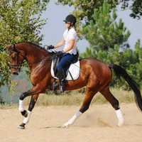 سوارکاری آزاد ، گشت صحرایی ، عکاسی با اسب|اسب و تجهیزات اسب‌سواری|تهران, چیتگر جنوبی|دیوار