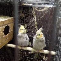 یه جفت عروس هلندی نرو ماده بالغ|پرنده|تهران, مینابی|دیوار