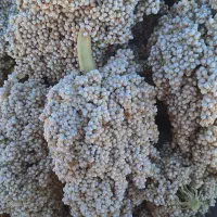 ذرت واسه ارد خوراک دام|لوازم جانبی حیوانات|ریگ ملک, |دیوار