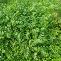 انواع سبزیجات محلی برگ سیر،یرالماسی|خوردنی و آشامیدنی|رشت, فخب|دیوار