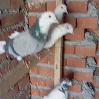 چهل کبوتر|پرنده|نقده, |دیوار