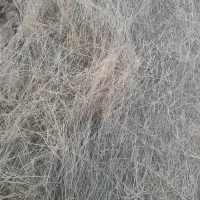 خریدار علف بادام