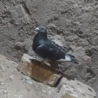کفتر