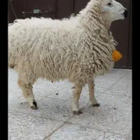 گوسفند معاوضه با موتور