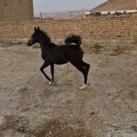 اسب