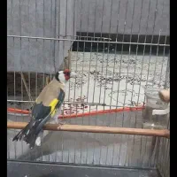 سهره کرمانشاهی