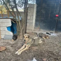 سگ سرابی ،پژدر ،عراقی، الابای