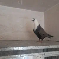 سیاه دم سفید|پرنده|شیراز, جوادیه|دیوار