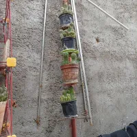 تعدادی کاکتوس