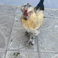 فروش خروس