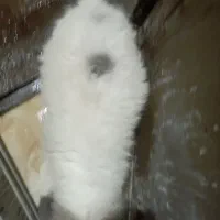 سگ پا یمری خرسی