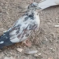 کبوتر|پرنده|سیرجان, |دیوار