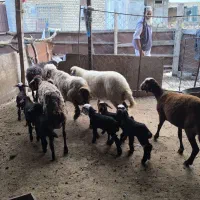 گوسفند - بره|حیوانات مزرعه|گمیشان, |دیوار