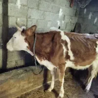 گاو هولیشناین جوان آماده|حیوانات مزرعه|رشت, بازار|دیوار